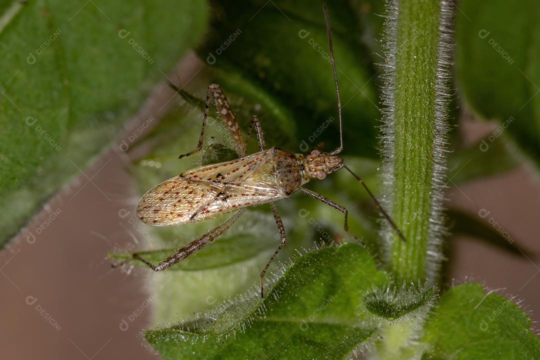 Inseto vegetal sem cheiro da família Rhopalidae