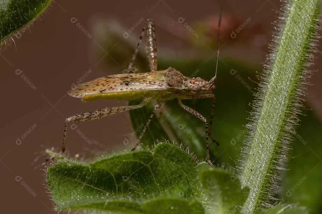 Inseto vegetal sem cheiro da família Rhopalidae