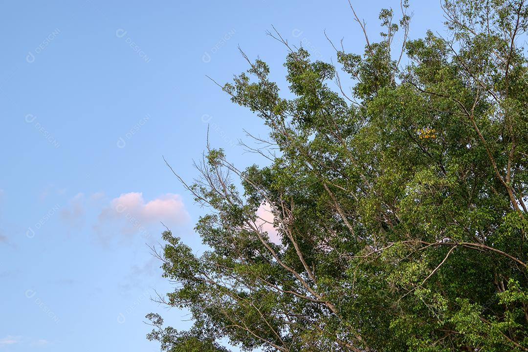 Folhas de uma figueira com céu azul no final da tarde