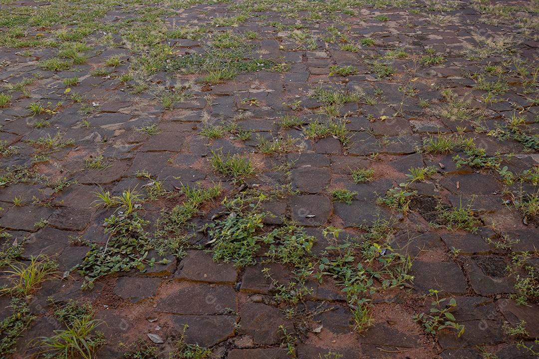 Piso de pedra com plantas espontâneas crescendo nas aberturas