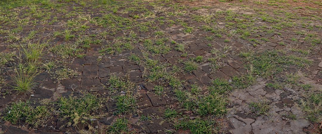 Piso de pedra com plantas espontâneas crescendo nas aberturas