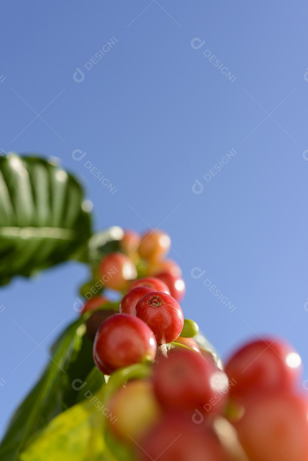 Bagas De Café Vermelho Na Planta Imagem JPG