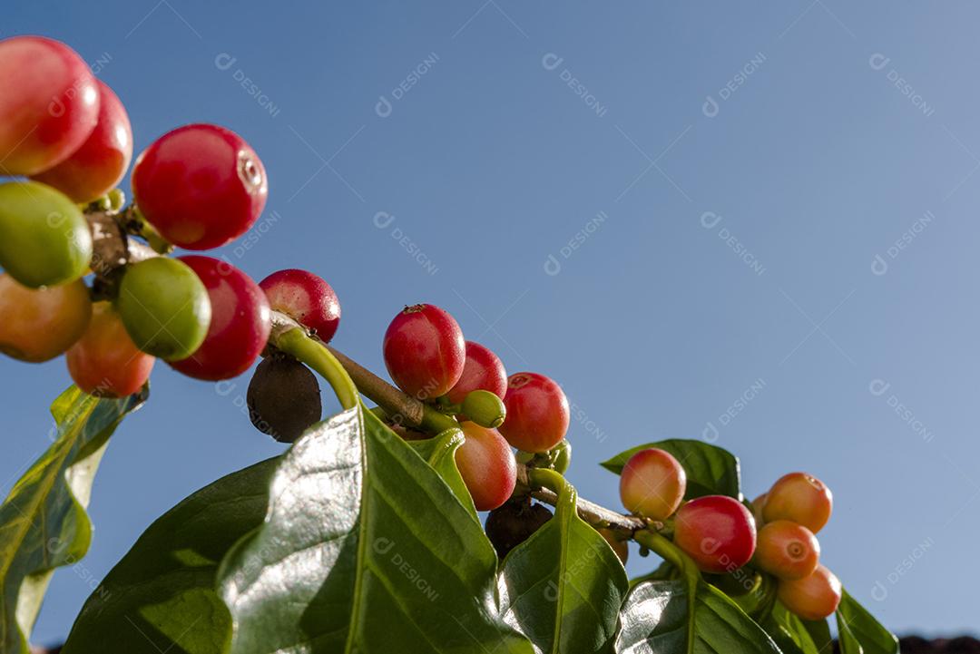 Baga De Café Vermelho Na Planta Imagem JPG