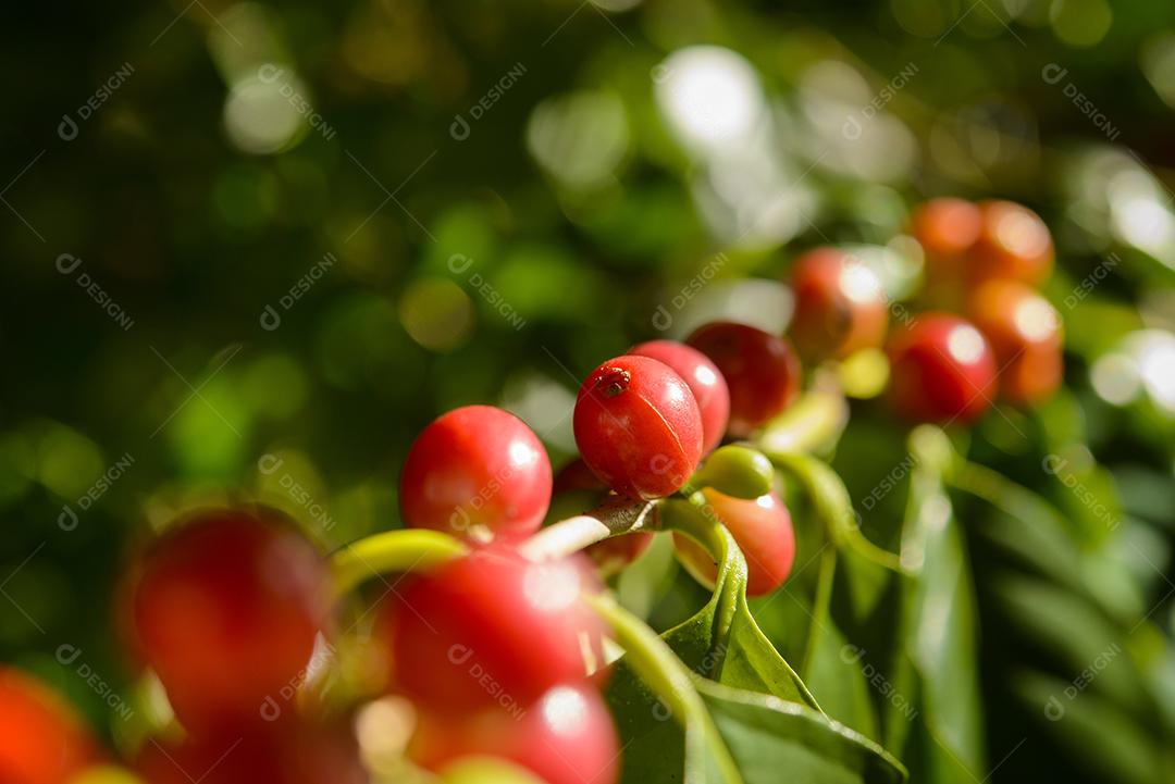 Pés De Café Com Sementes Vermelho Imagem JPG