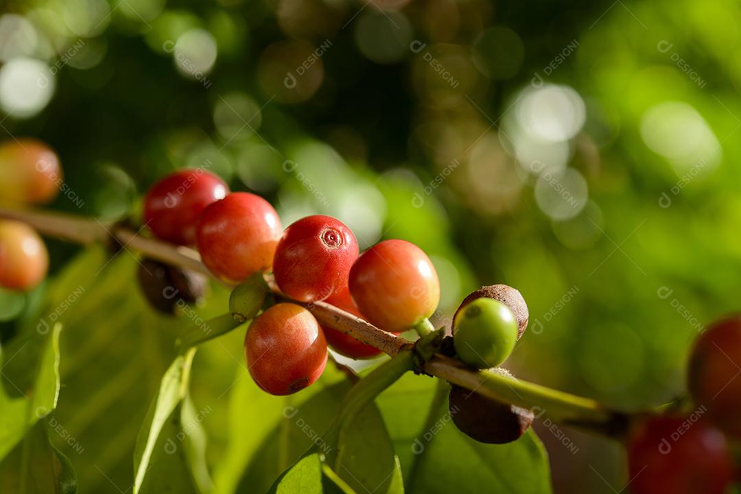 Baga De Café Vermelho Na Planta Imagem JPG