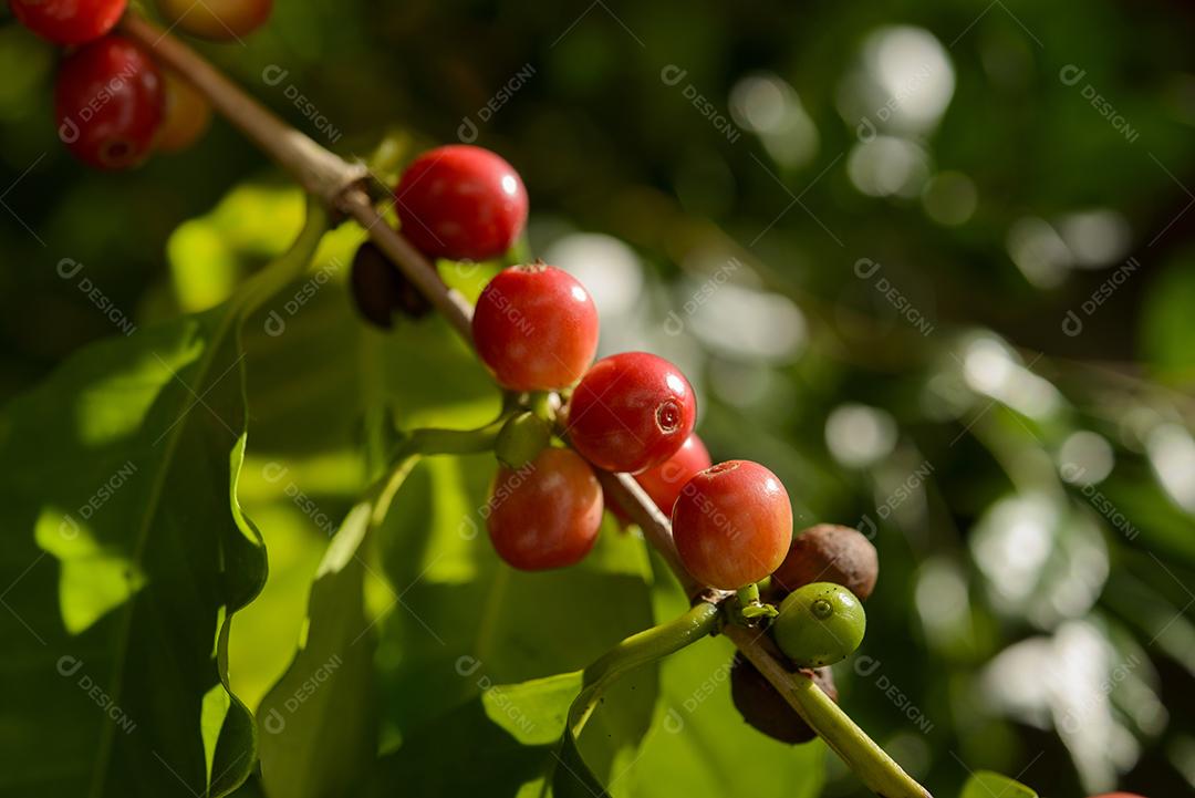 Pé De Café Com Sementes Vermelho Imagem JPG