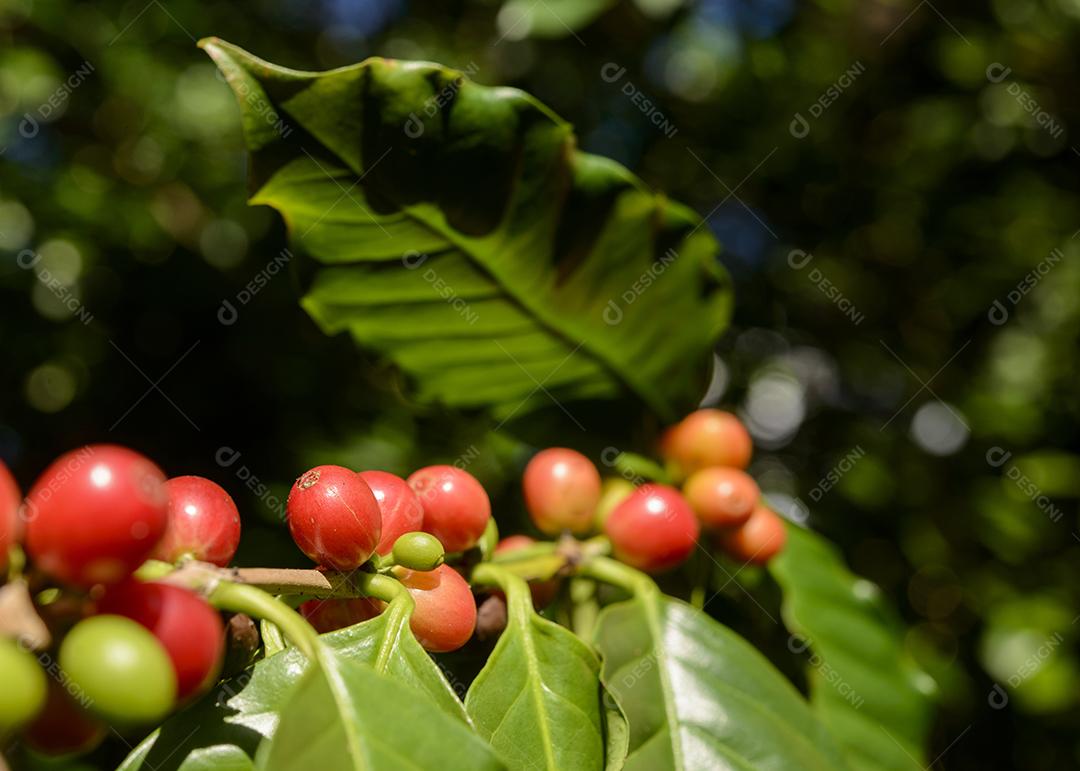 Bagas De Café Vermelho Na Planta Imagem JPG
