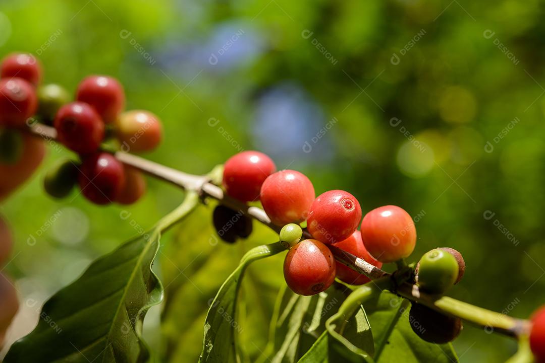Pé De Café Com Sementes Vermelho Imagem JPG