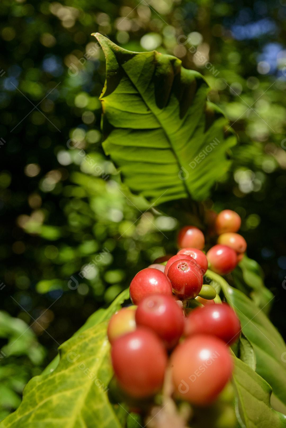 Bagas De Café Vermelho Na Planta Imagem JPG