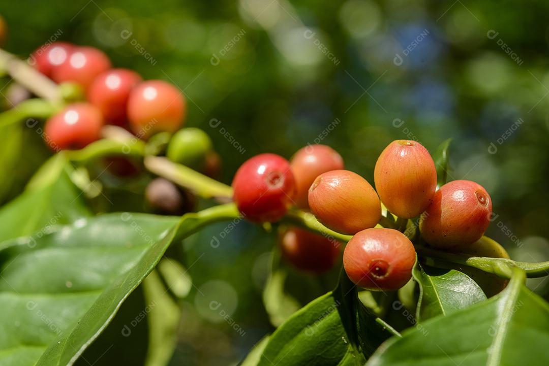 Bagas De Café Vermelho Na Planta Imagem JPG