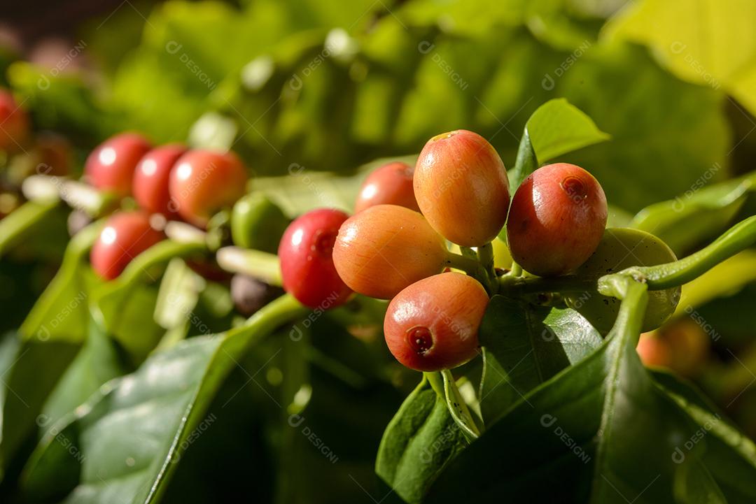 Pé De Café Com Sementes Vermelho Imagem JPG