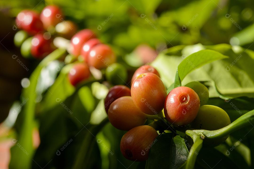 Pé De Café Com Sementes Vermelho Imagem JPG