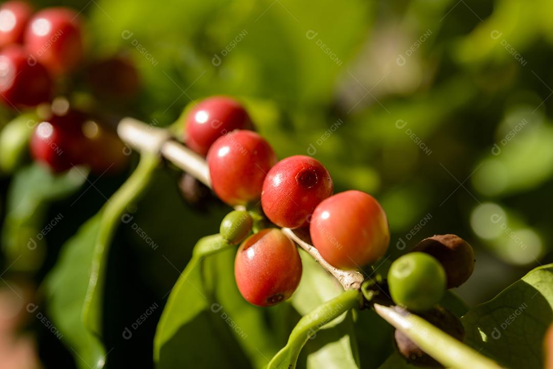 Bagas De Café Vermelho Na Planta Imagem JPG