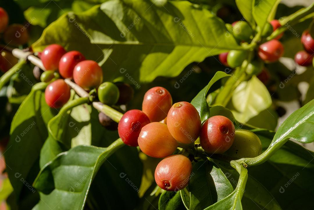 Pé De Café Com Sementes Vermelho Imagem JPG