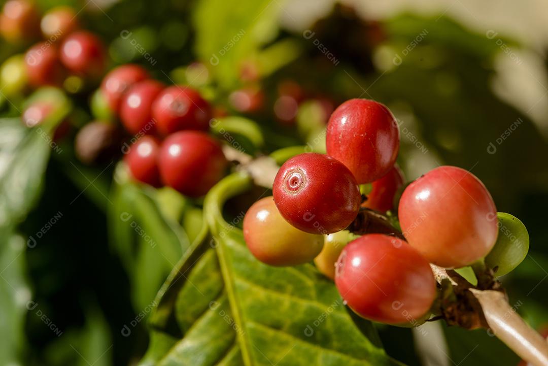Pé De Café Com Sementes Vermelho Imagem JPG