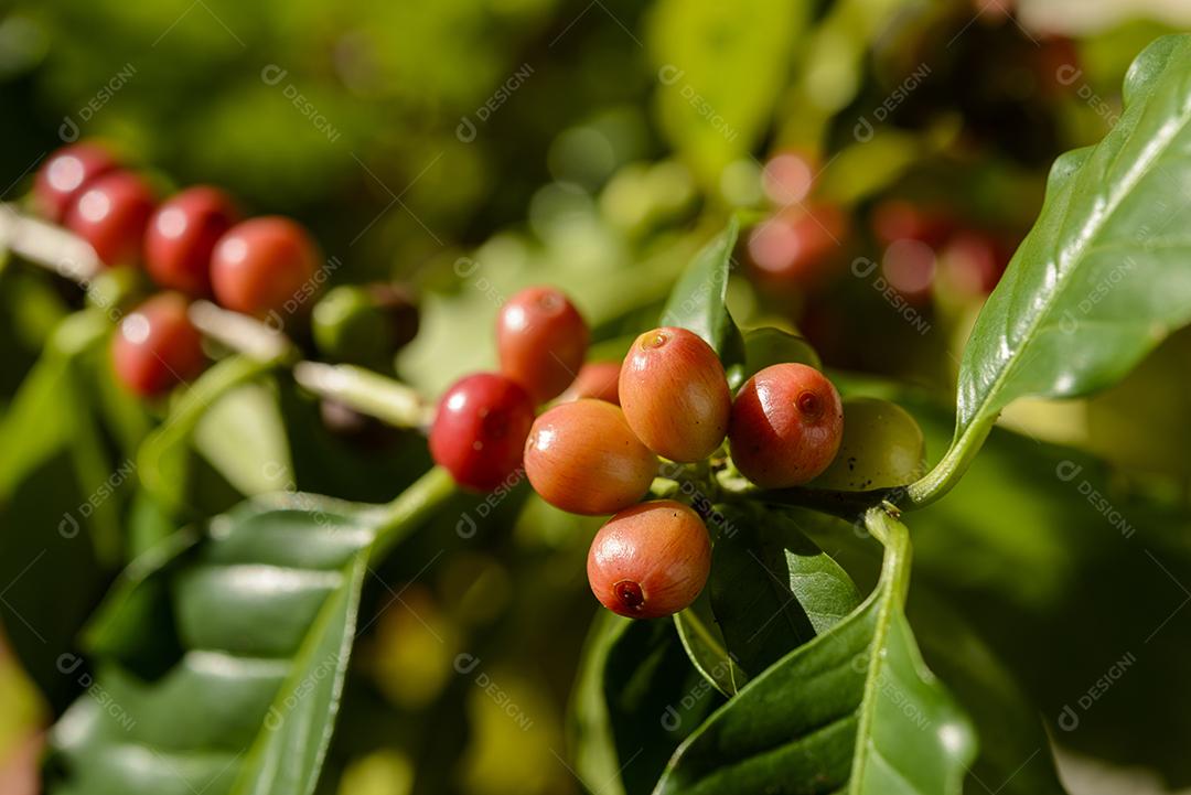 Pé De Café Com Sementes Vermelho Imagem JPG