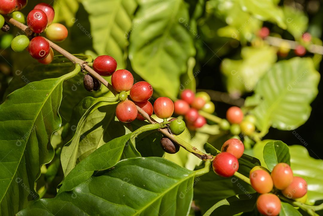 Bagas De Café Vermelho Na Planta Imagem JPG