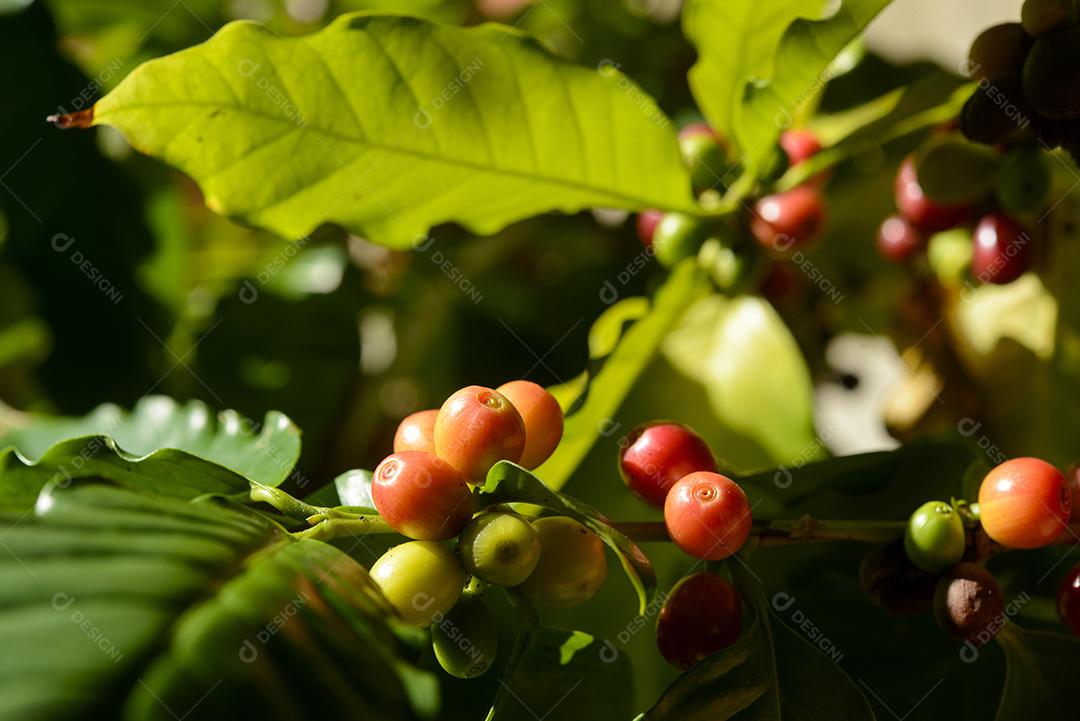 Pé De Café Com Sementes Vermelho Imagem JPG