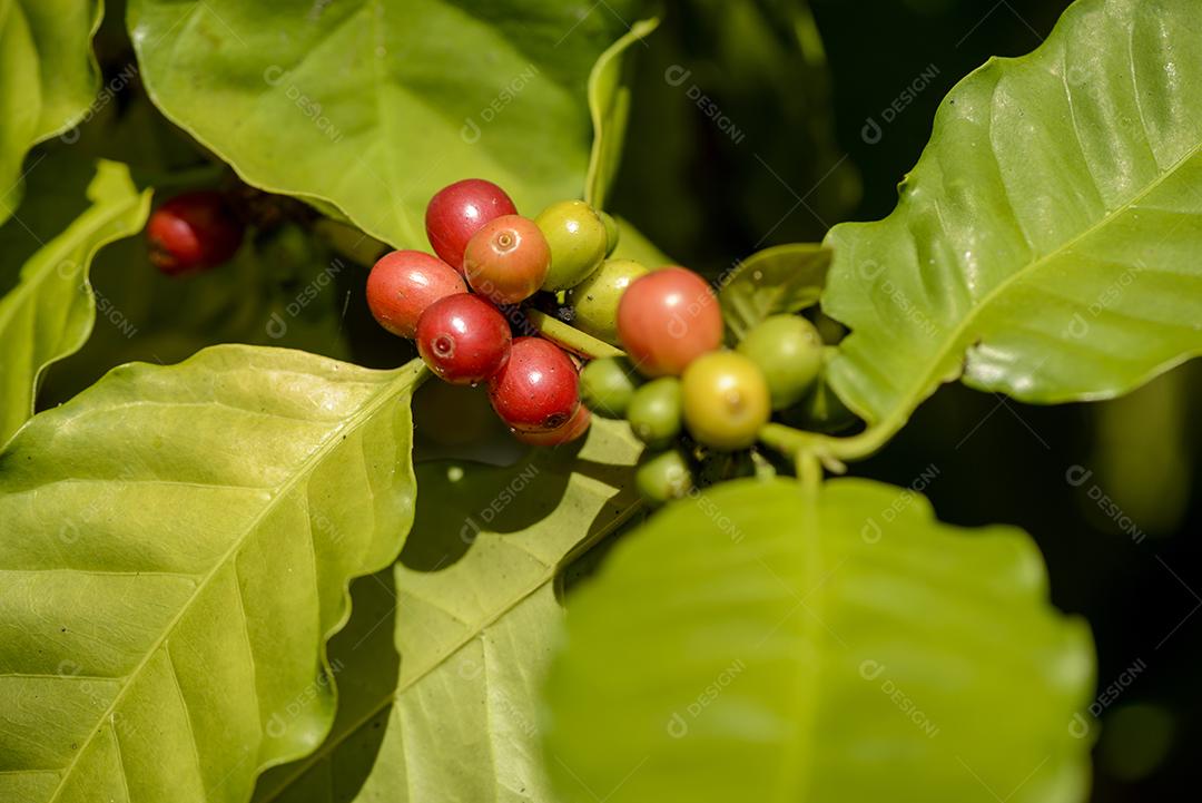Pé De Café Com Sementes Vermelho Imagem JPG