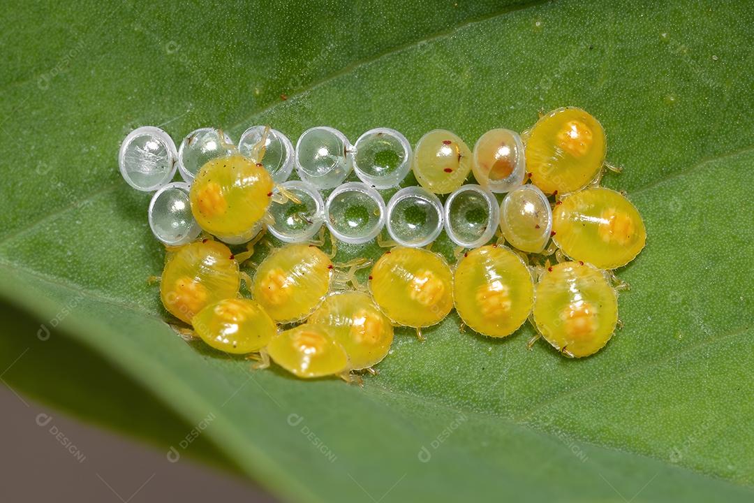 Ninfas de percevejos amarelos da família Pentatomidae
