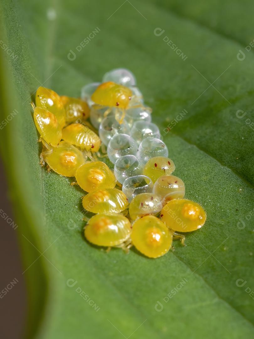 Ninfas de percevejos amarelos da família Pentatomidae