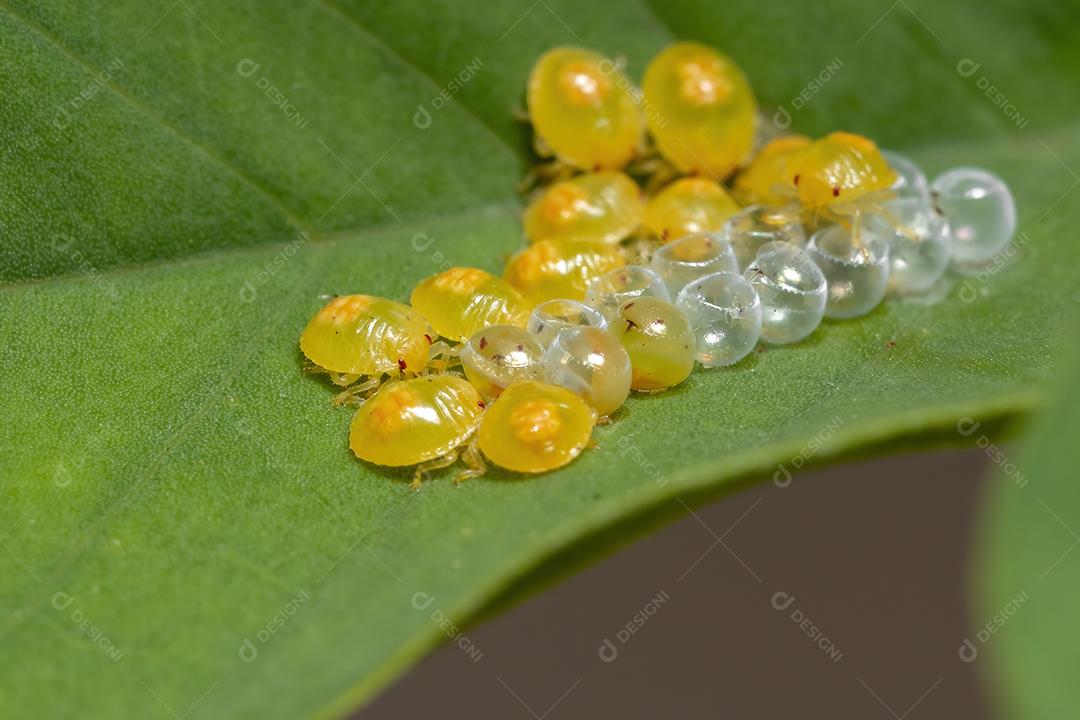 Ninfas de percevejos amarelos da família Pentatomidae