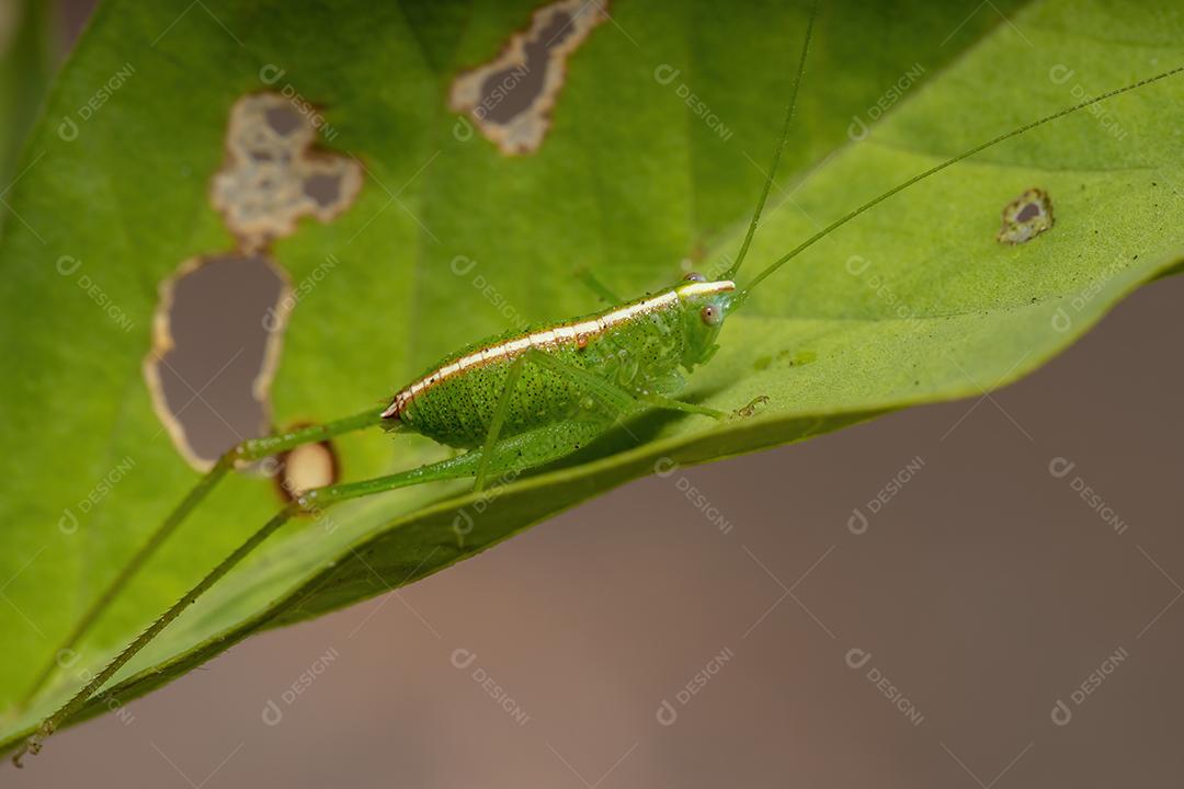 Folha Katydid Ninfa da Tribo Phaneropterini