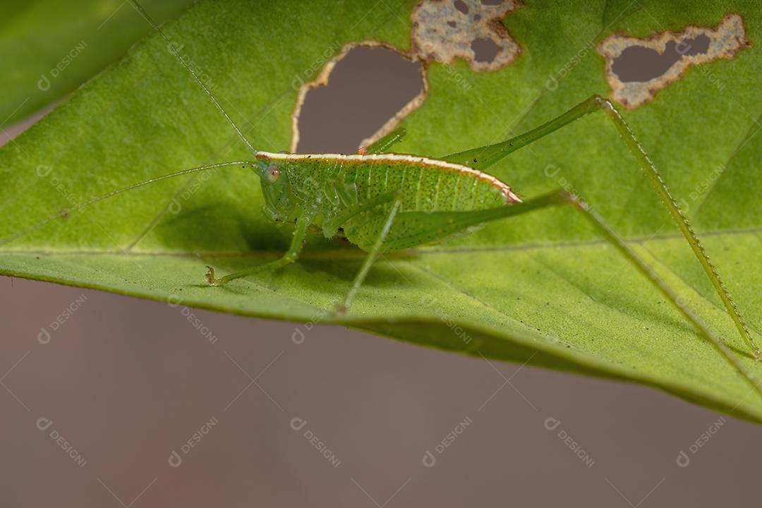 Folha Katydid Ninfa da Tribo Phaneropterini