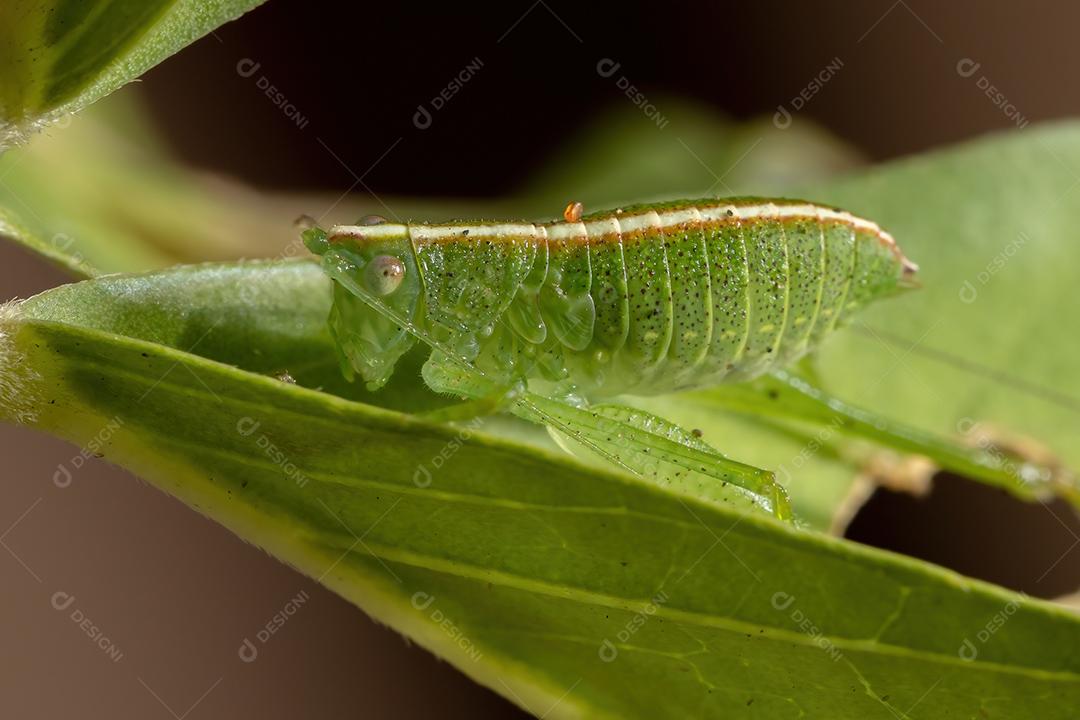 Folha Katydid Ninfa da Tribo Phaneropterini