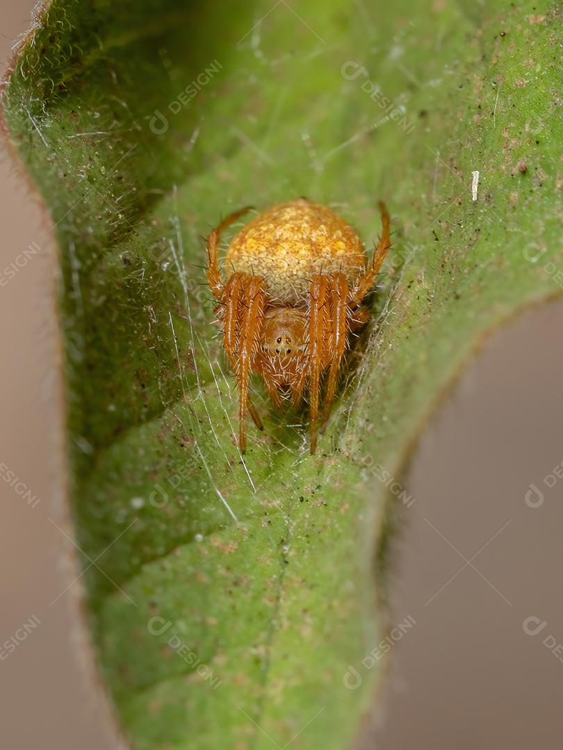 Aranha Tecelã Típica do Gênero Eriophora