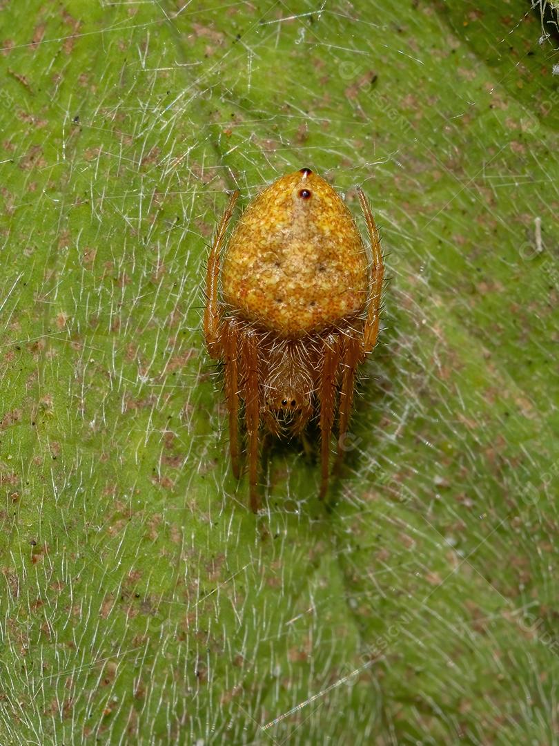 Aranha Tecelã Típica do Gênero Eriophora