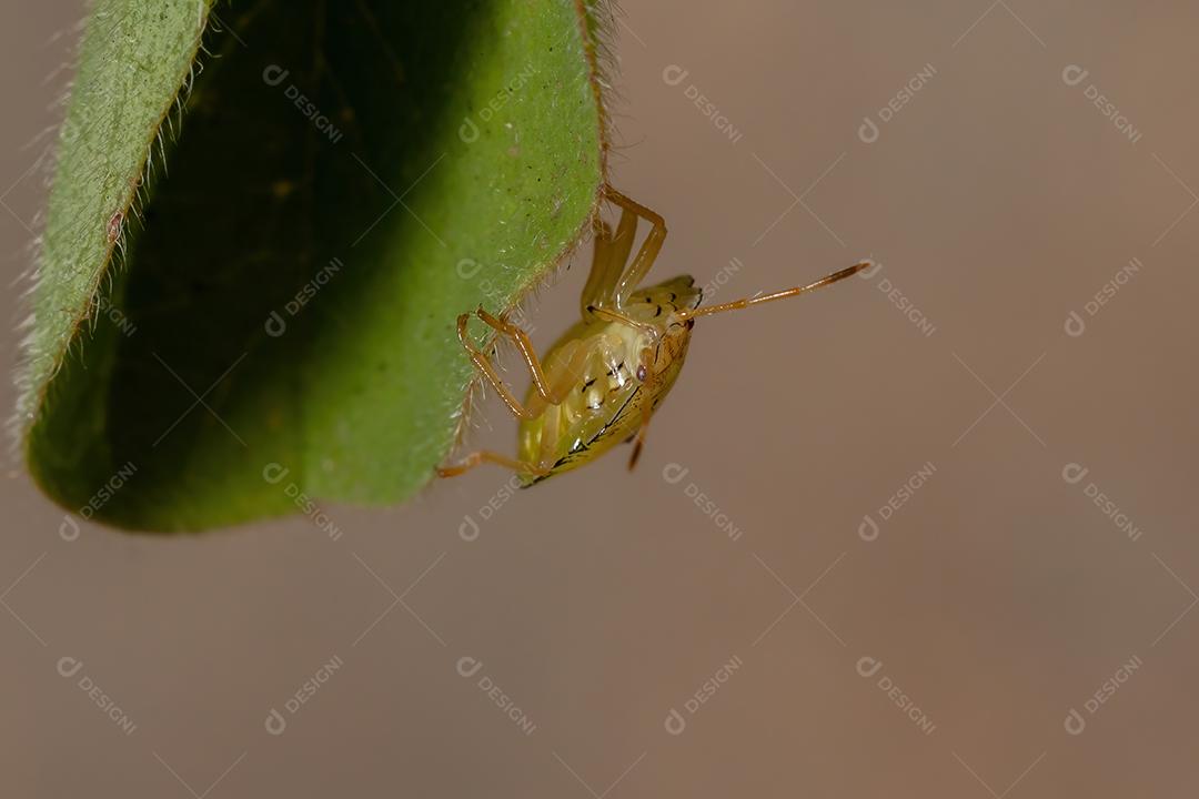 Ninfa de percevejos da família Pentatomidae