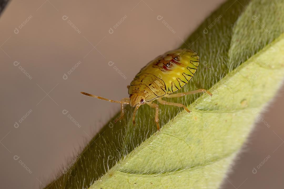 Ninfa de percevejos da família Pentatomidae