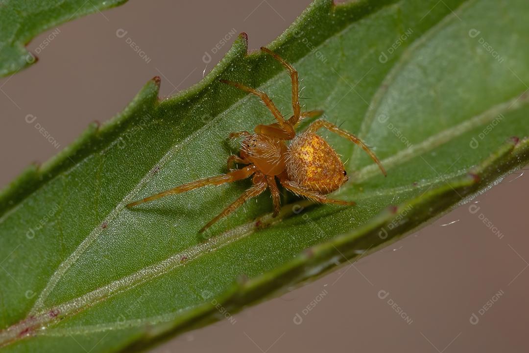 Aranha Tecelã Típica do Gênero Eriophora