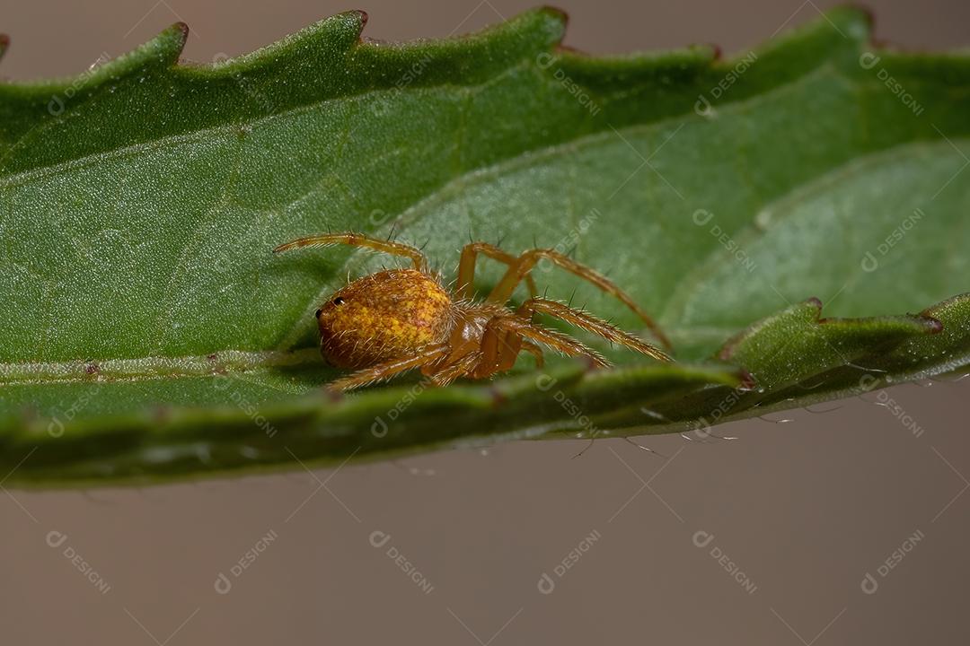 Aranha Tecelã Típica do Gênero Eriophora