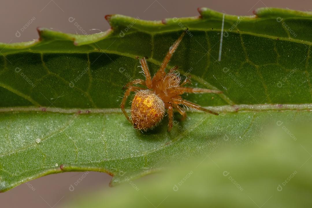Aranha Tecelã Típica do Gênero Eriophora