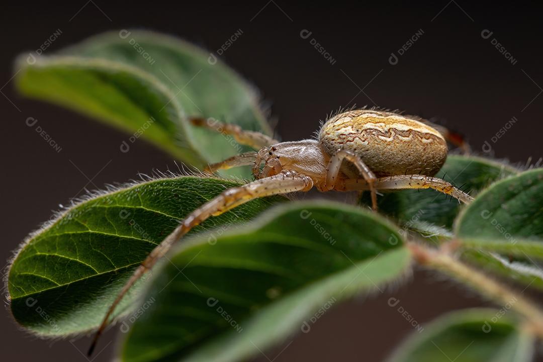 Grass Neoscona Spider of the species Neoscona moreli