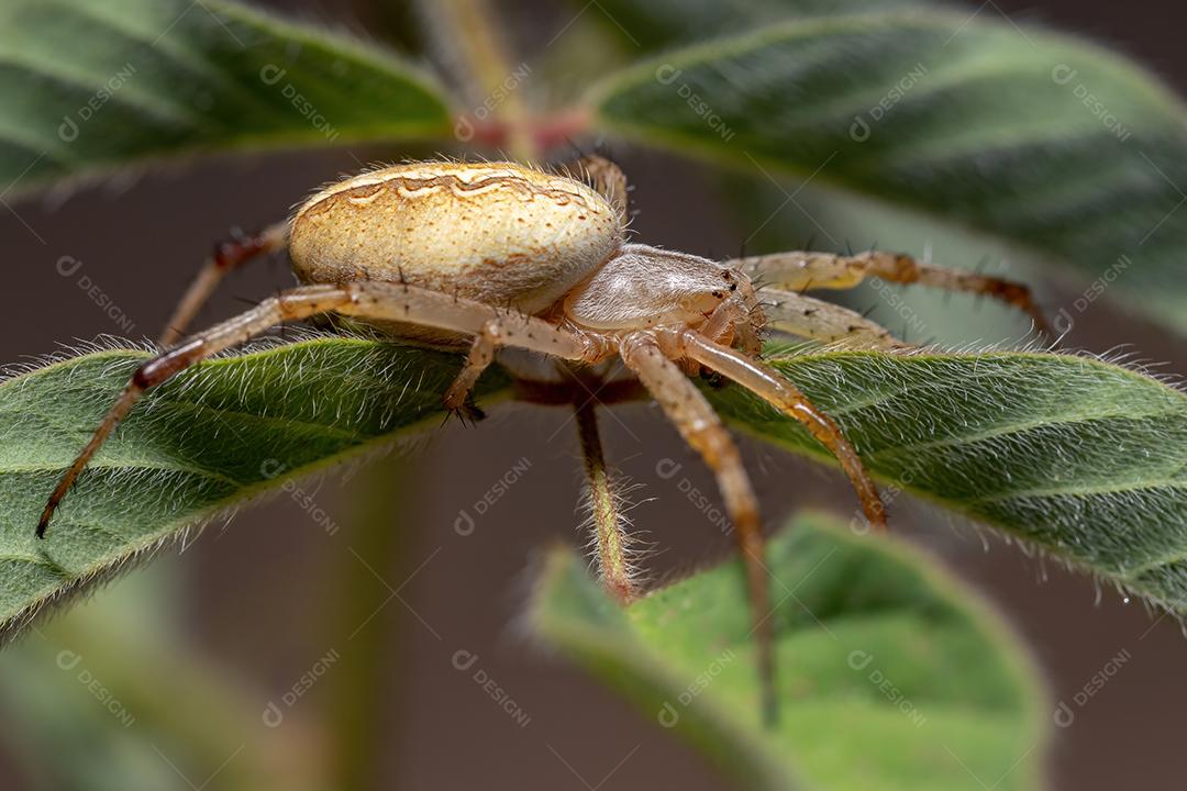 Grama Neoscona Aranha da espécie Neoscona moreli