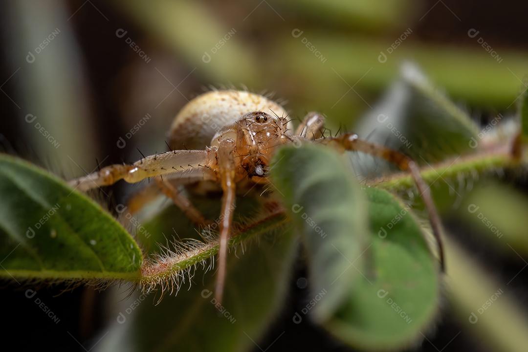 Grama Neoscona Aranha da espécie Neoscona moreli