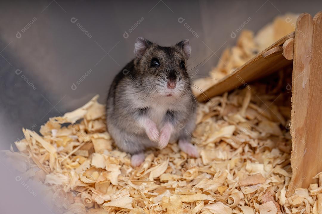 Hamster anão de Campbell da espécie Phodopus campbelli