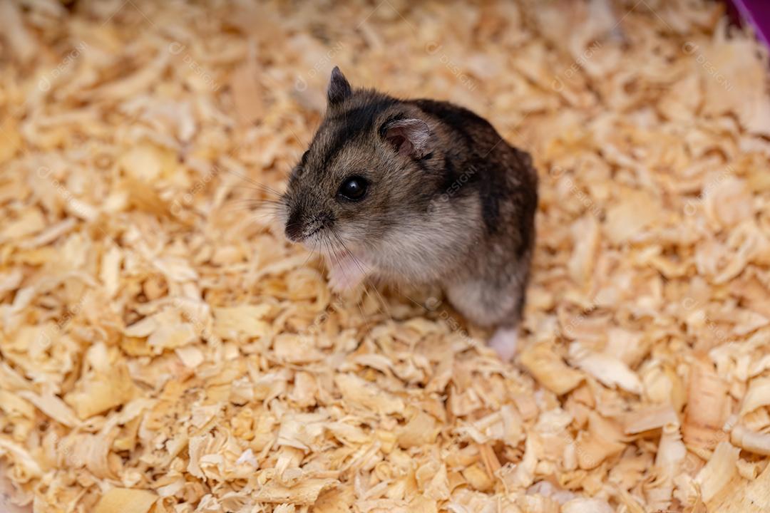 Hamster anão de Campbell da espécie Phodopus campbelli