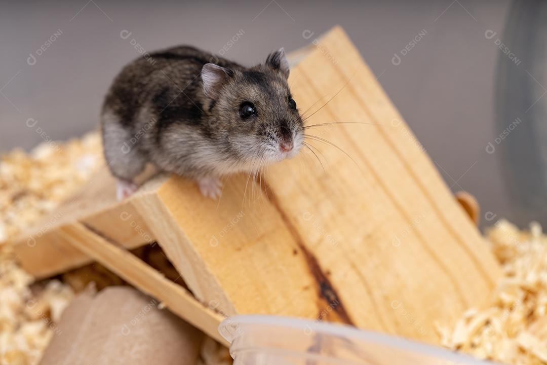 Hamster anão de Campbell da espécie Phodopus campbelli