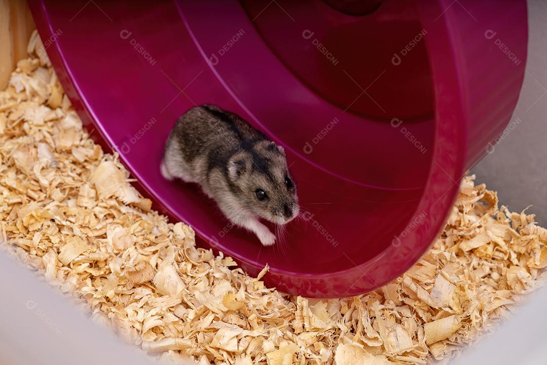 Hamster anão de Campbell da espécie Phodopus campbelli