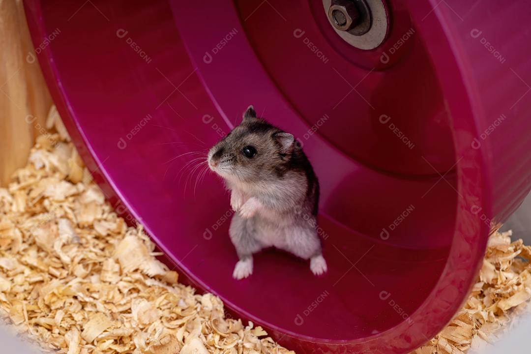 Hamster anão de Campbell da espécie Phodopus campbelli