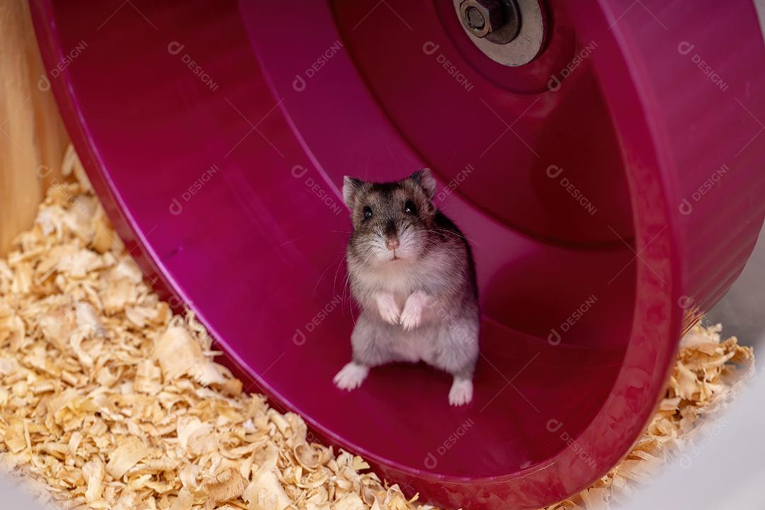 Hamster anão de Campbell da espécie Phodopus campbelli