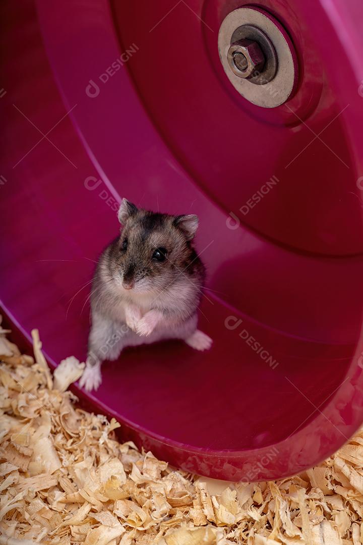 Hamster anão de Campbell da espécie Phodopus campbelli