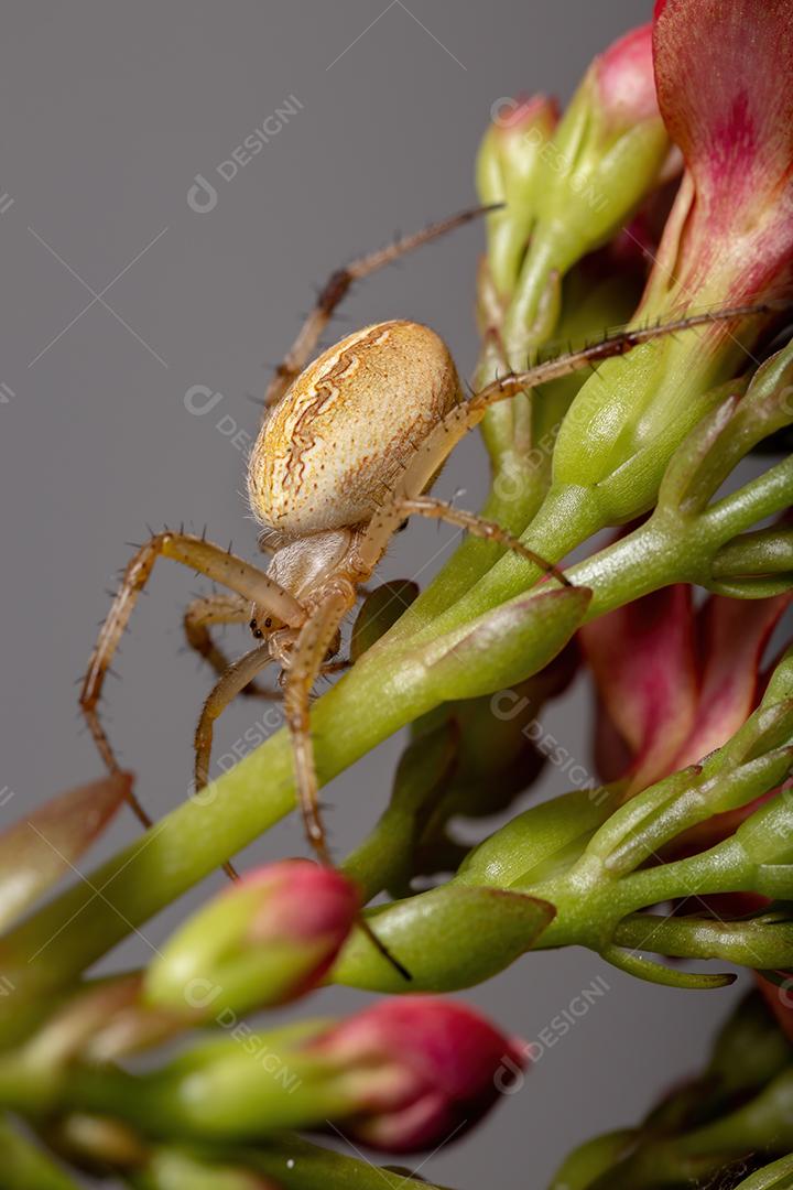 Grama Neoscona Aranha da espécie Neoscona moreli em uma planta Flaming Katy