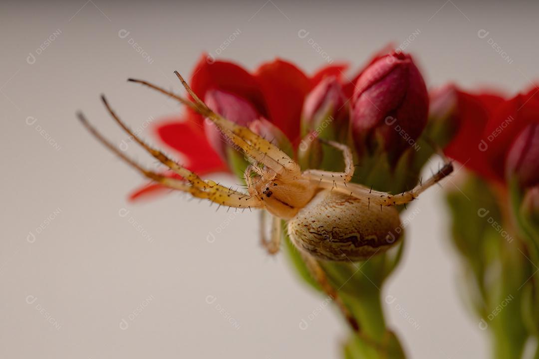 Grama Neoscona Aranha da espécie Neoscona moreli em uma planta Flaming Katy