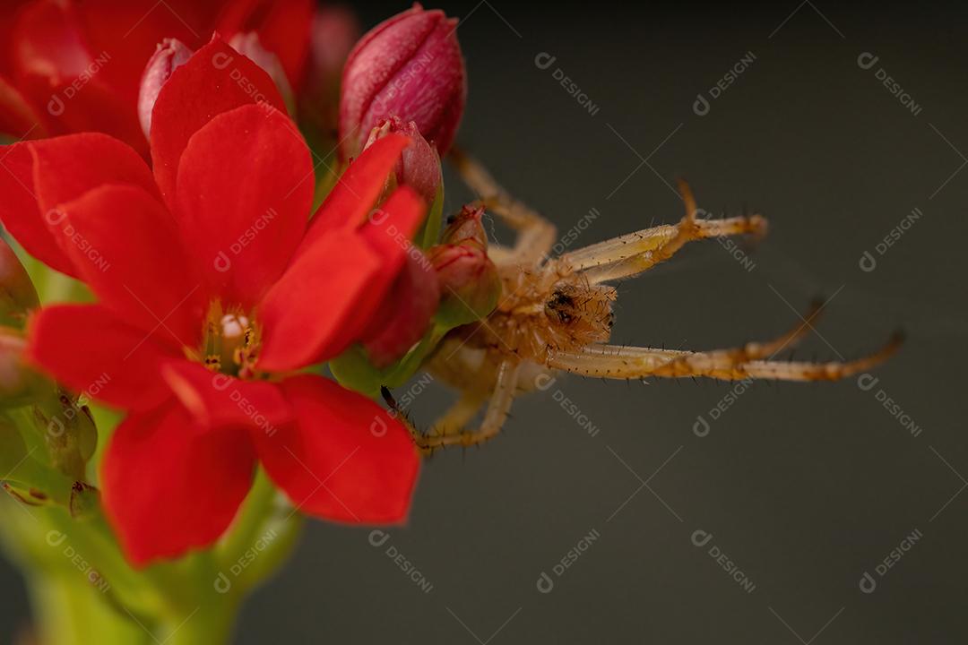 Grama Neoscona Aranha da espécie Neoscona moreli em uma planta Flaming Katy