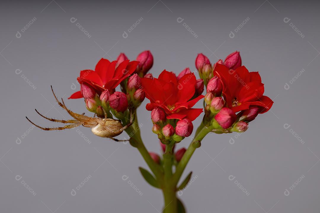 Grama Neoscona Aranha da espécie Neoscona moreli em uma planta Flaming Katy